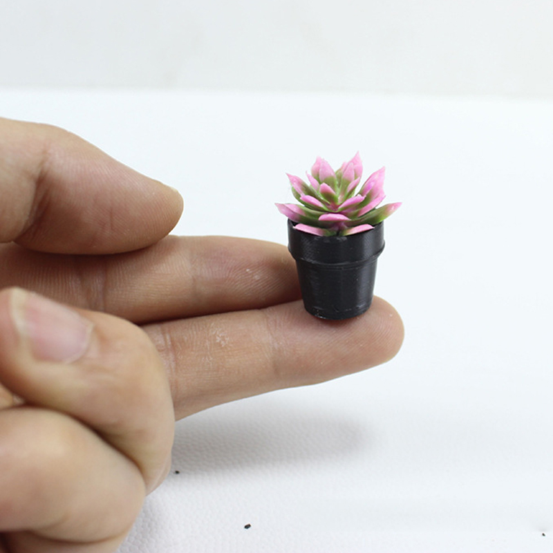 8 plantes en pot miniatures en - Echeveria Succulent avis et prix