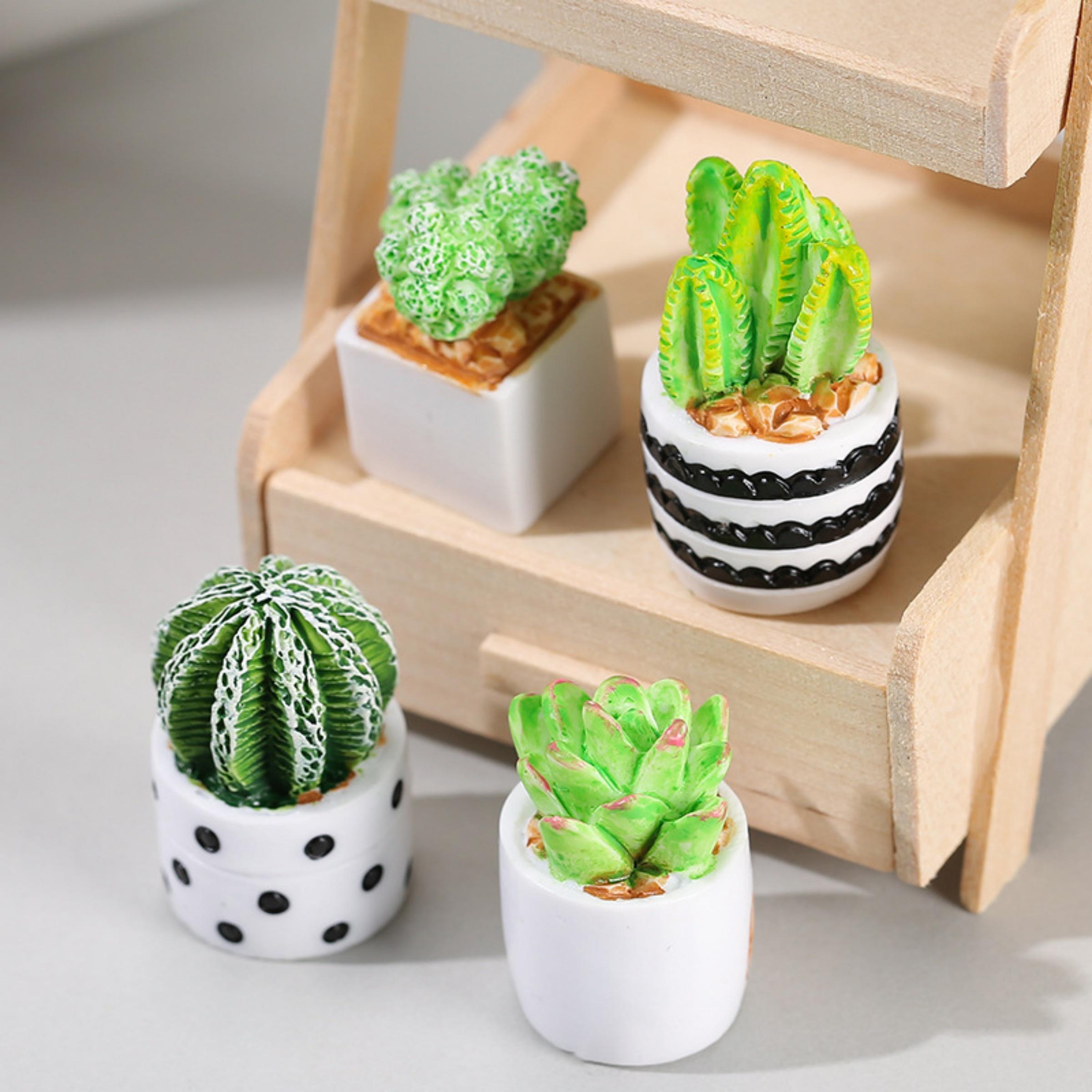 Ensemble de 4 plantes succulen - Echeveria Succulent avis et prix